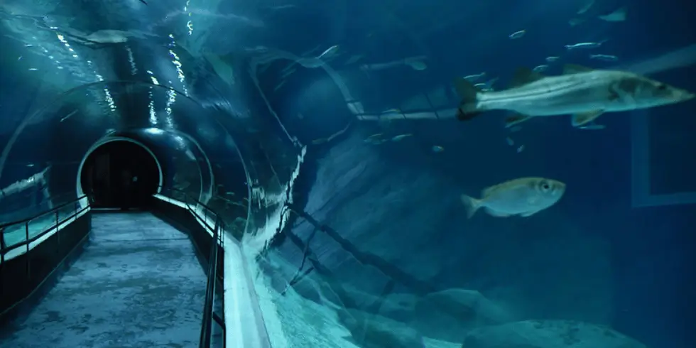Imagem interna do AquaRio, com peixes em um aquário ao lado.