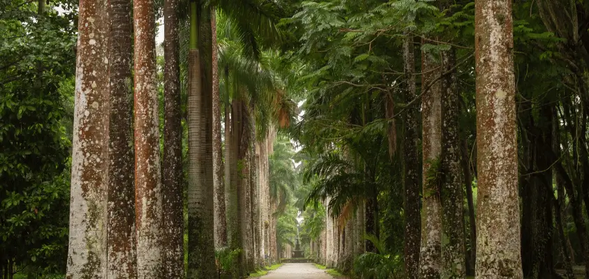 Túnel de  palmeiras no Jardim Botânico do Rio de Janeiro.